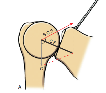 File:Glenohumeral stability.png