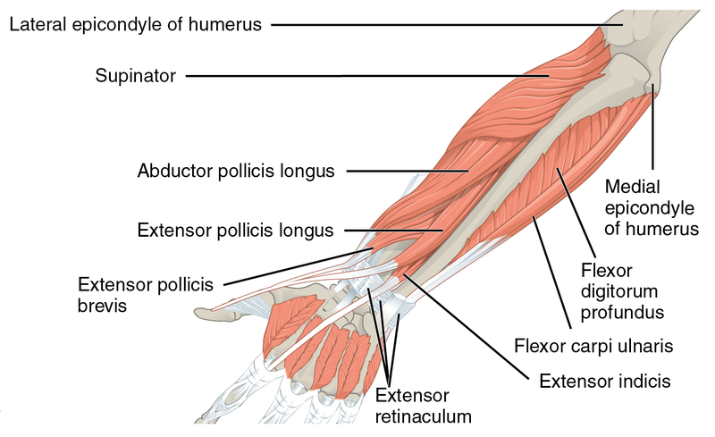 Muscles that move the Forearm.png