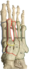 File:Lisfranc joint.gif