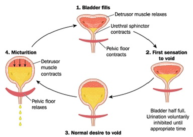 File:Normal micturition cycle.png