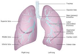 Lung Lobes.jpg