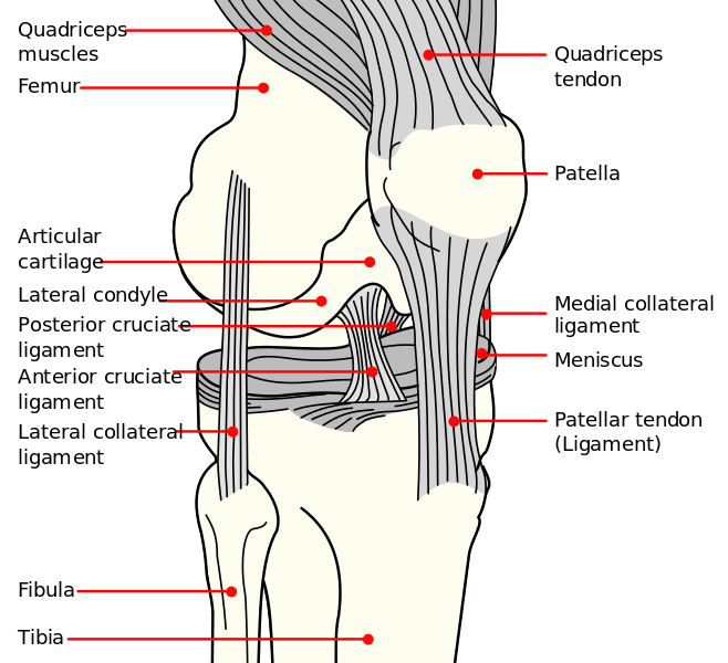 File:-Knee diagram.svg.png