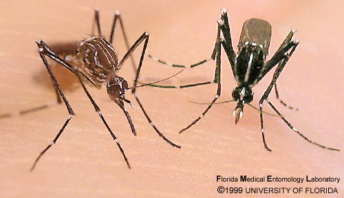 File:Aedes mosquitos.jpg