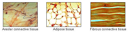 File:Connective tissues 1.jpeg