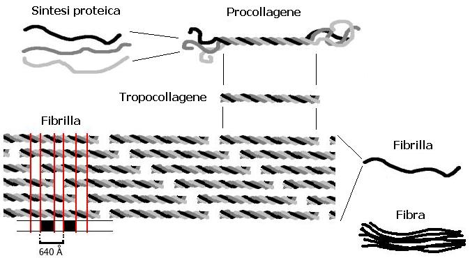 File:Collagen biosynthesis (it).jpeg