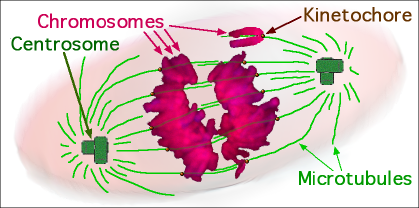 File:Mitosis diagram.png