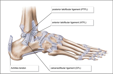 File:Lateral-ankle-ligaments.jpg