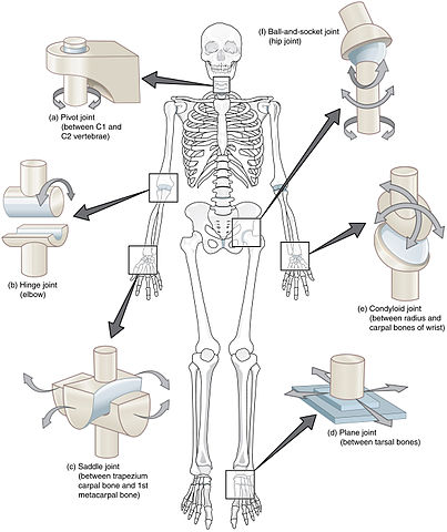 File:909 Types of Synovial Joints (1).jpg