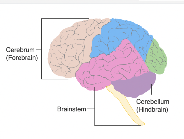 File:Brain gross anatomy.png