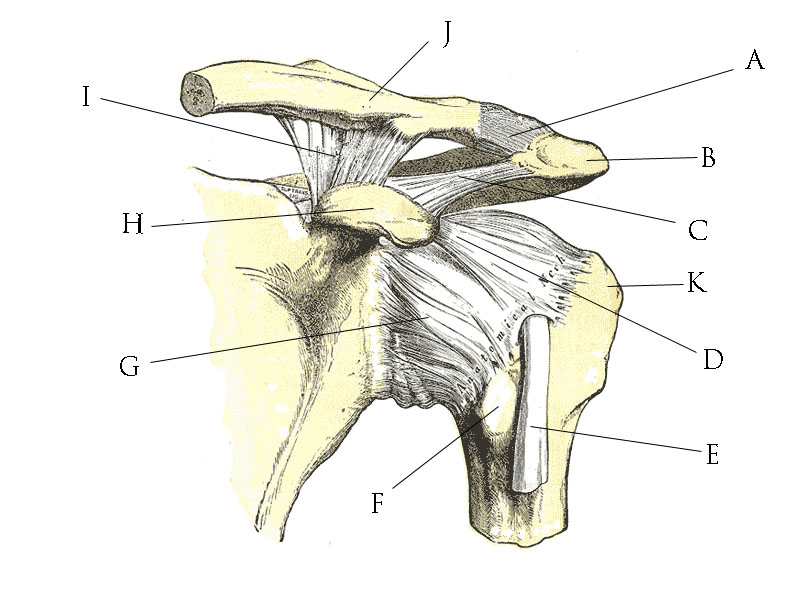File:Shoulder ligaments.jpg