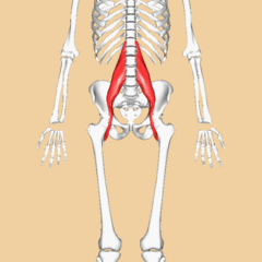 Rotating image of the Psoas muscle of the upper leg