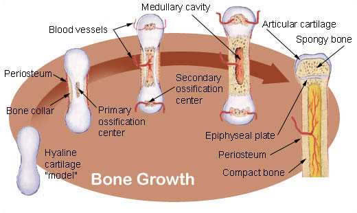 File:Bone growth.jpeg