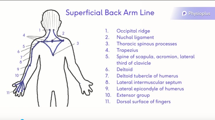 File:Superficial Back Arm Line.jpg
