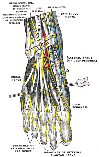 Sural Nerve