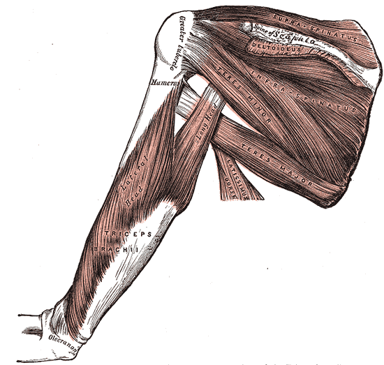 back muscles of the arm