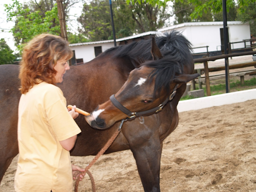 File:HORSES Therapeutic exercises in horses2.png