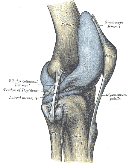 File:Knee joint.png