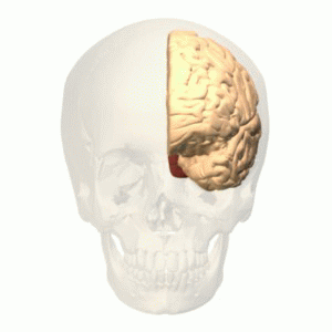 Occipital lobe animation.gif