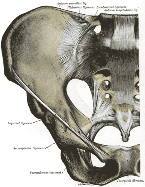File:Pelvis ligaments anterior view.png