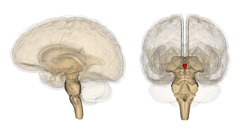 File:Pineal gland 2.png