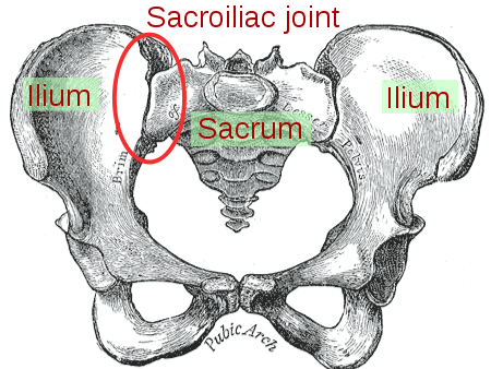 Sacroiliac joint.png