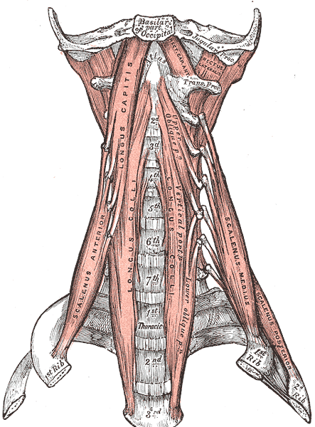 File:Prevertebral neck muscles.png