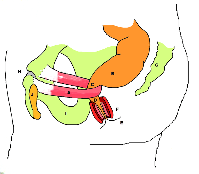 A-puborectalis, B-rectum, C-level of anorectal ring and anorectal angle, D-anal canal, E-anal verge, F-representation of internal and external anal sphincters, G-coccyx & sacrum, H-pubic symphysis, I-Ischium, J-pubic bone.