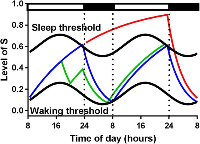File:The-two-process-model-of-sleep-regulation-A-simplified-representation-of-the-two-process.jpg