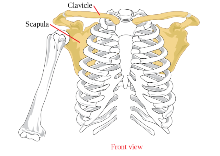 File:Scapula Anterior View.png