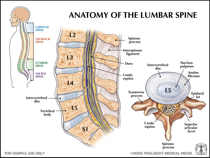 File:Anatomy of spine.jpg
