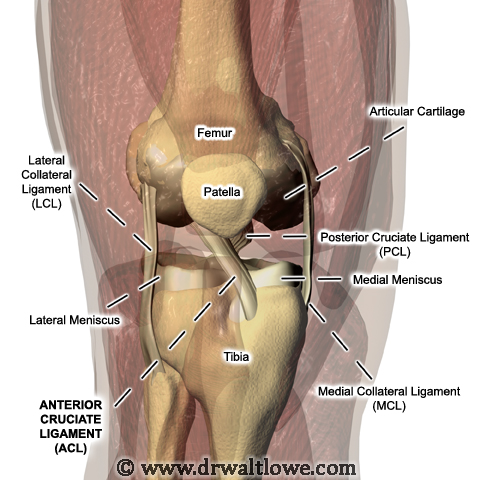 File:Knee Anatomy.jpg