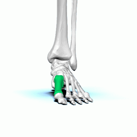 File:Metatarsal bone animation01.gif