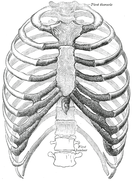 File:Thorax-Anterior View.png
