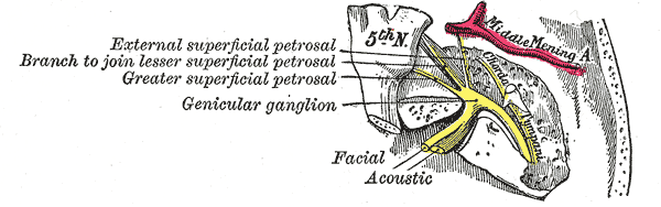 File:Genicular-ganglion.png