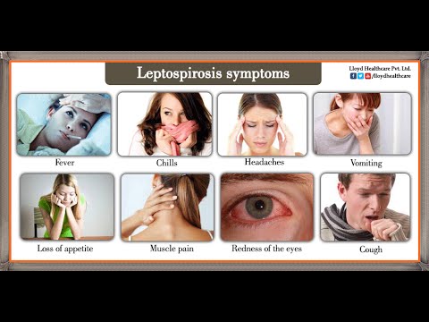 File:Leptospirosis symptoms.jpg