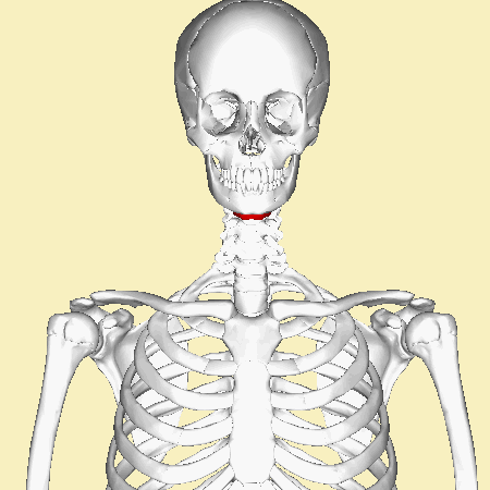 File:Hyoid bone - animation.gif
