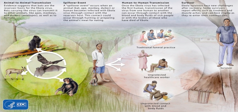 Ebola-virus-ecology.jpg
