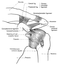 Ligaments of the Acromioclavicular Joint