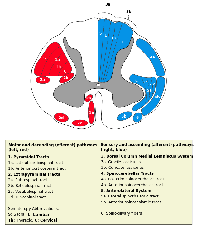 Vestibular spinal tract.png