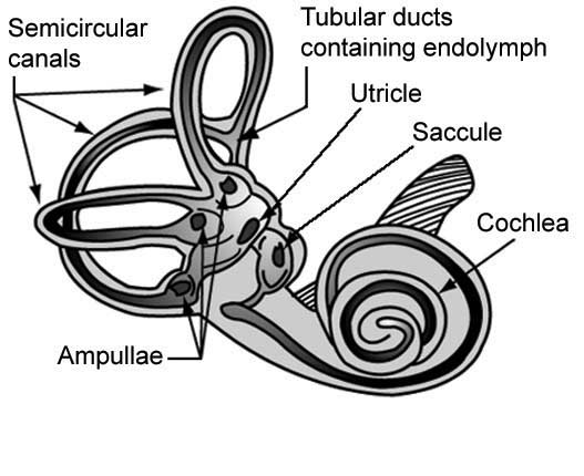 File:Vestibular organs- canals, otolith, cochlea.png