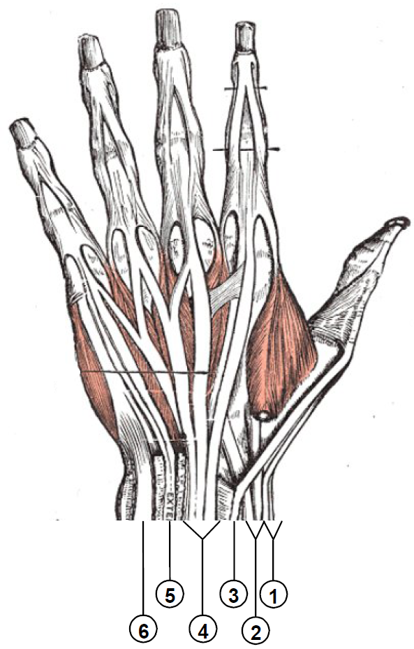 Wrist extensor compartments (numbered).png