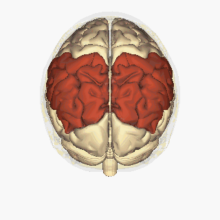File:Parietal lobe - superior view animation.gif