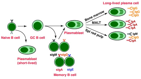 File:B cell activation naive to plasma cell.png