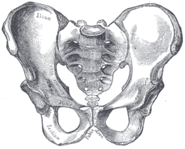 File:The pelvis.png