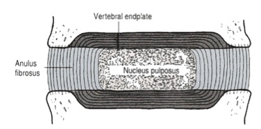 Detailed structure of the intervertebral disc (adapted from Bogduk 2005)