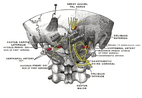 Suboccipital muscles.png