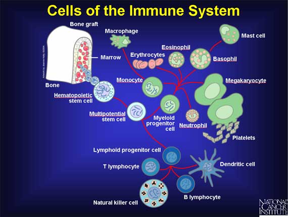 Cells of the immune system.jpg