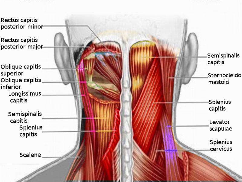 File:Cervical Spine Muscles.jpg