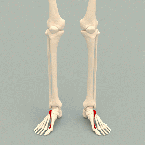 File:Extensor hallucis brevis muscle  - Physiopedia