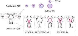 File:Phases of menstruation.png